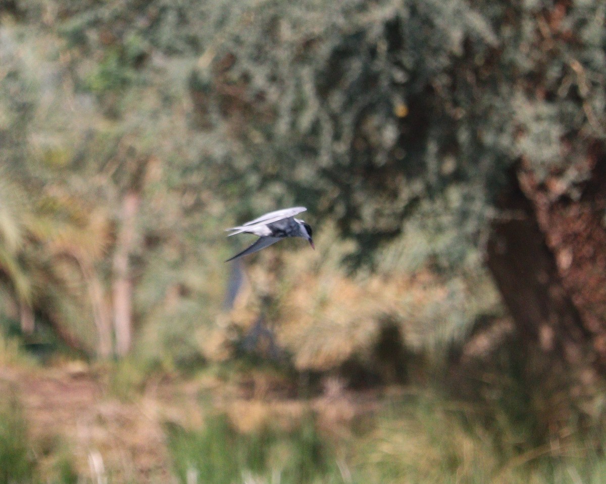 Whiskered Tern - ML616949646