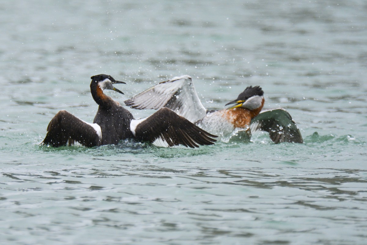 Red-necked Grebe - ML616949681