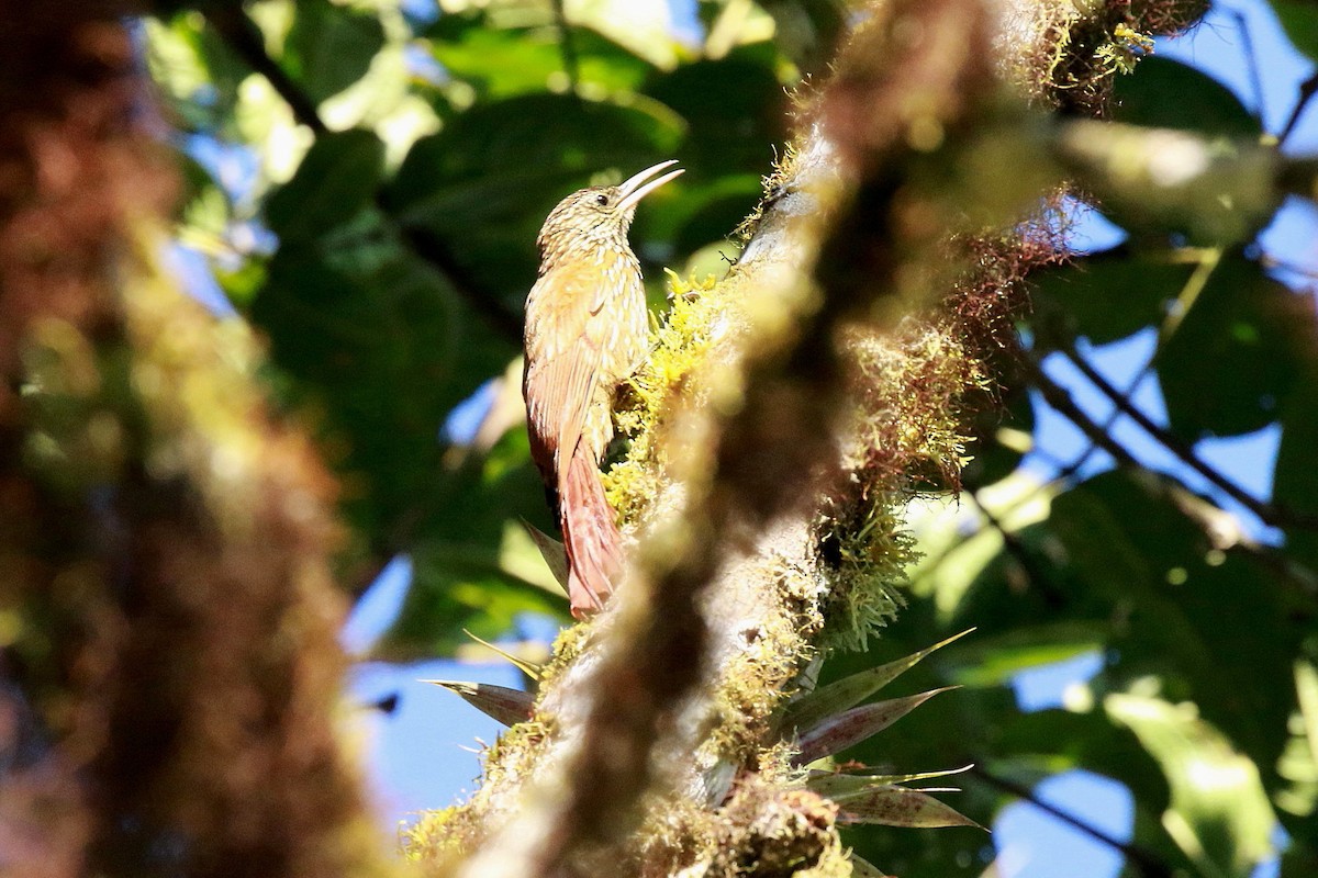 Montane Woodcreeper - ML616949739