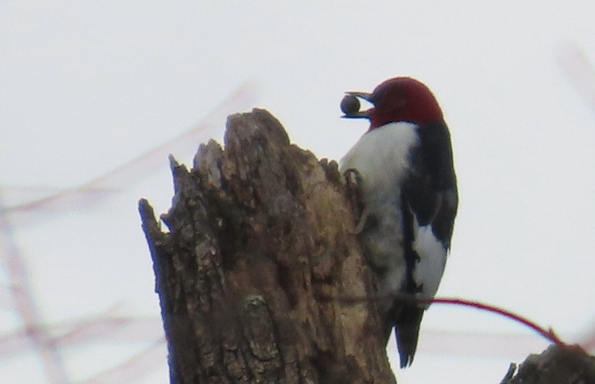 Red-headed Woodpecker - ML616949777