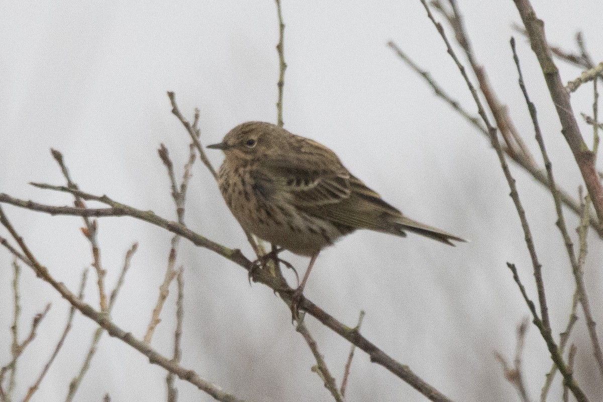 Meadow Pipit - ML616949787