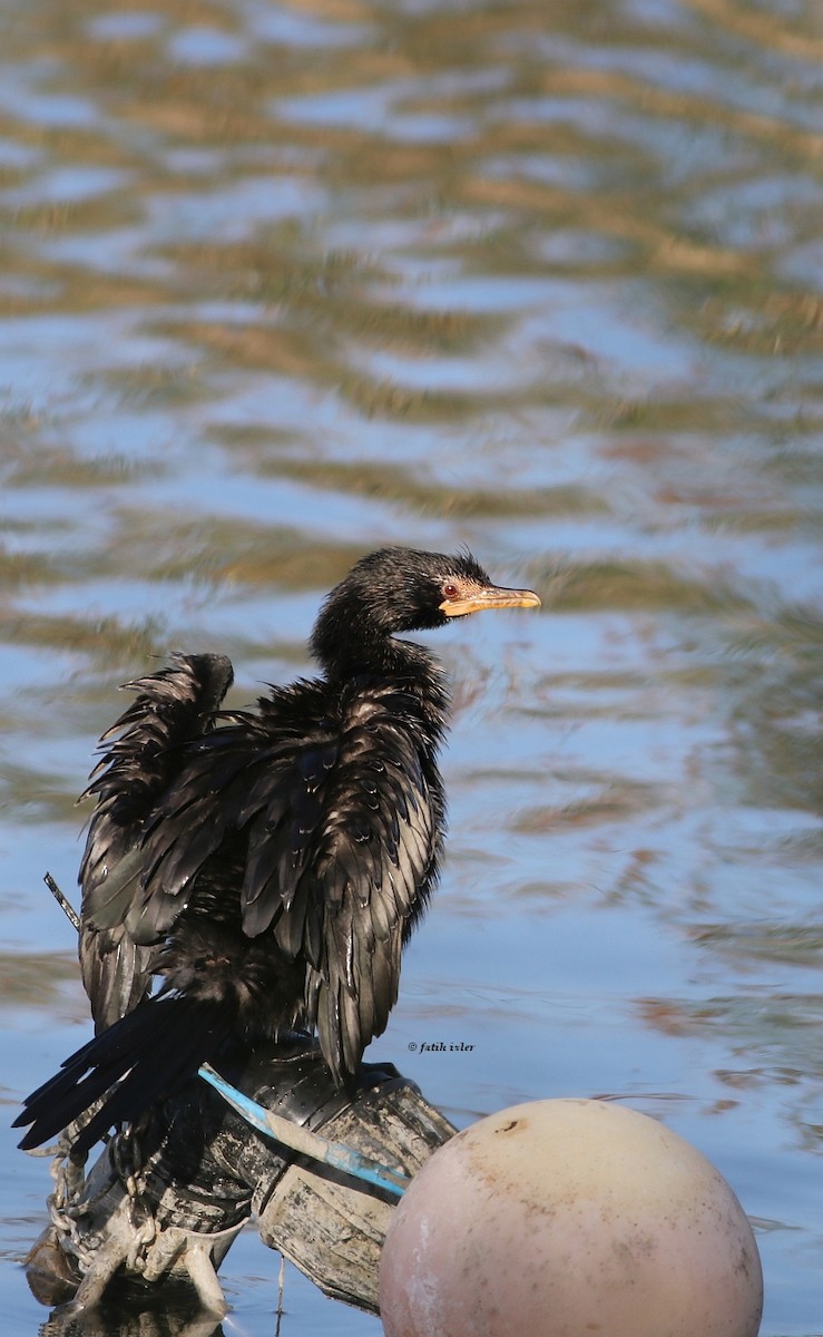 Cormoran couronné - ML616949793