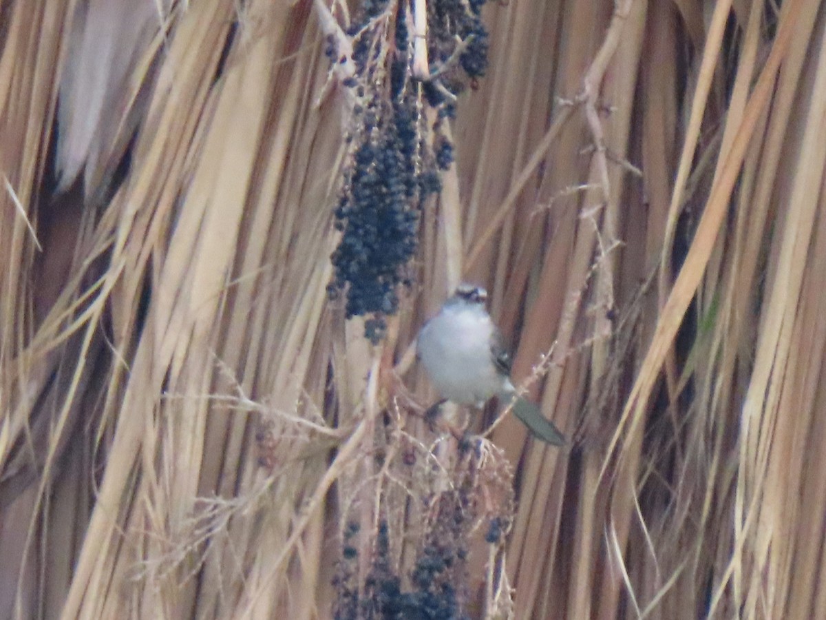 Northern Mockingbird - ML616949892