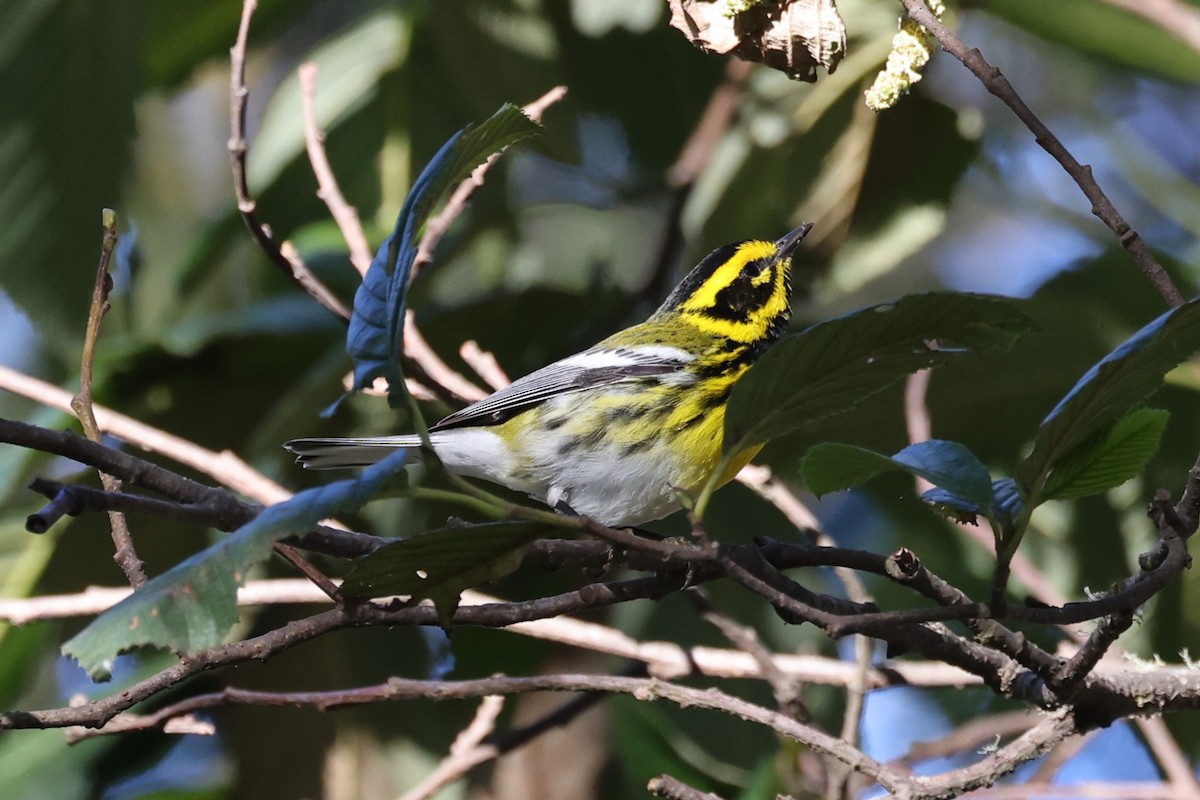 Townsend's Warbler - ML616949903