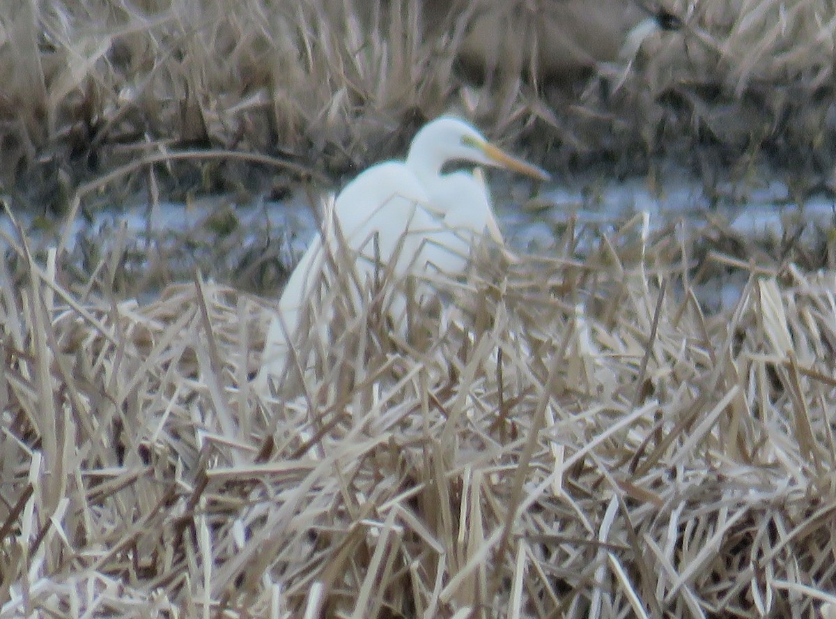 Great Egret - ML616949910