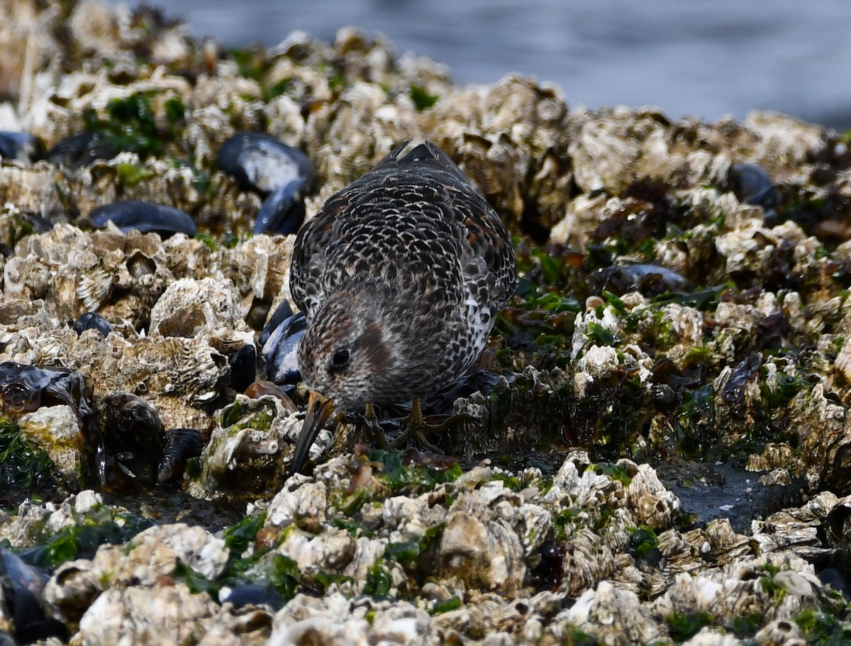 Rock Sandpiper (quarta/tschuktschorum/couesi) - ML616949941