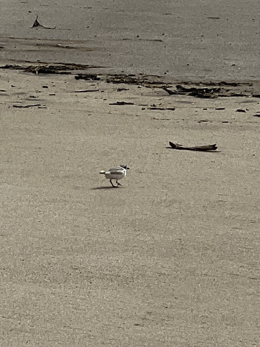 Piping Plover - ML616950036