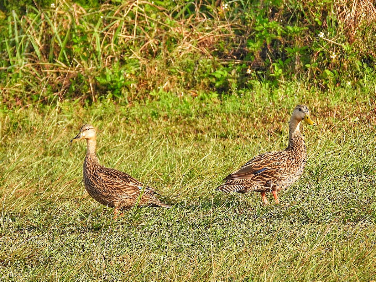 Mottled Duck - ML616950042