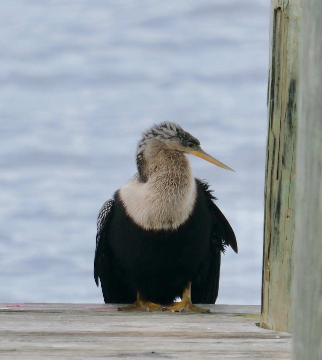 anhinga americká - ML616950057