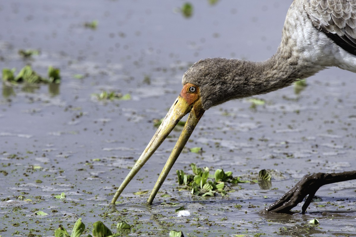 Yellow-billed Stork - Nancy Maciolek Blake