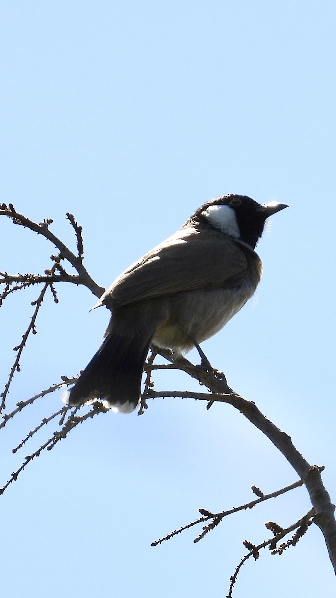 Bulbul à oreillons blancs - ML616950066