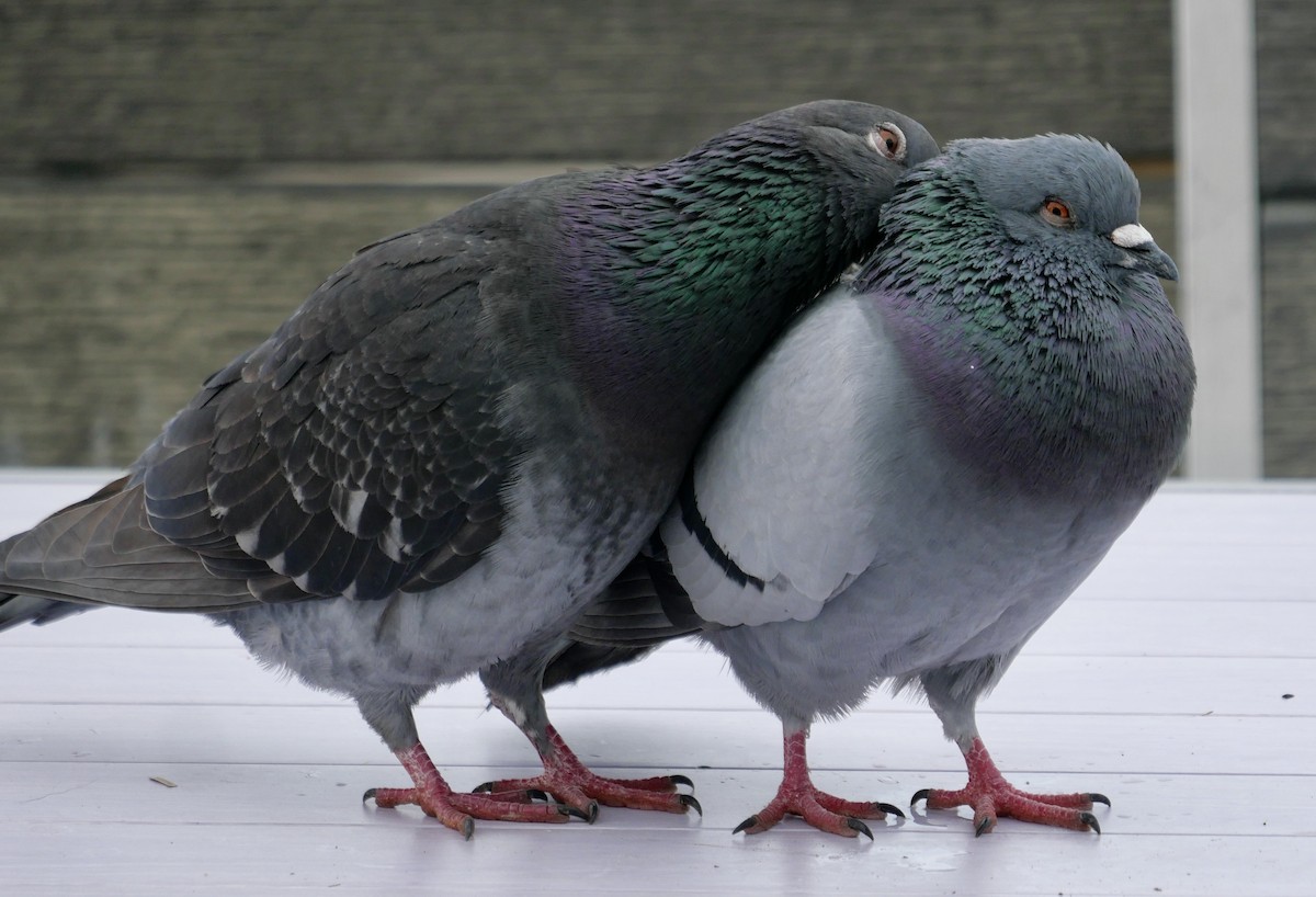 Rock Pigeon (Feral Pigeon) - Rebecca Smith