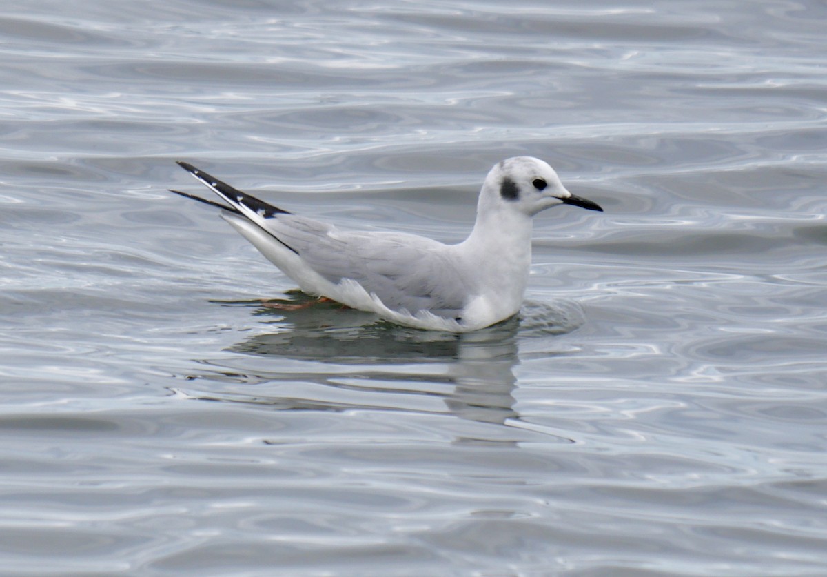 Bonaparte's Gull - ML616950080