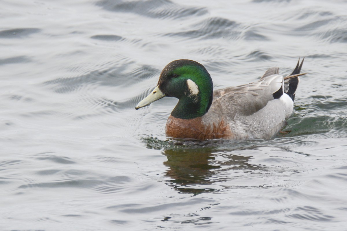 American Wigeon x Mallard (hybrid) - ML616950081