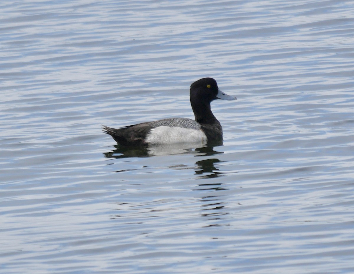 Lesser Scaup - ML616950082