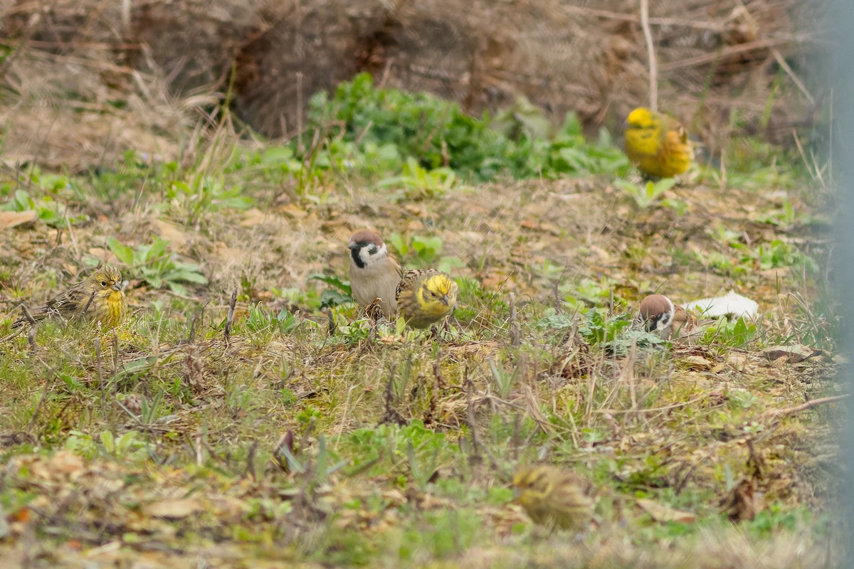 Yellowhammer - ML616950099