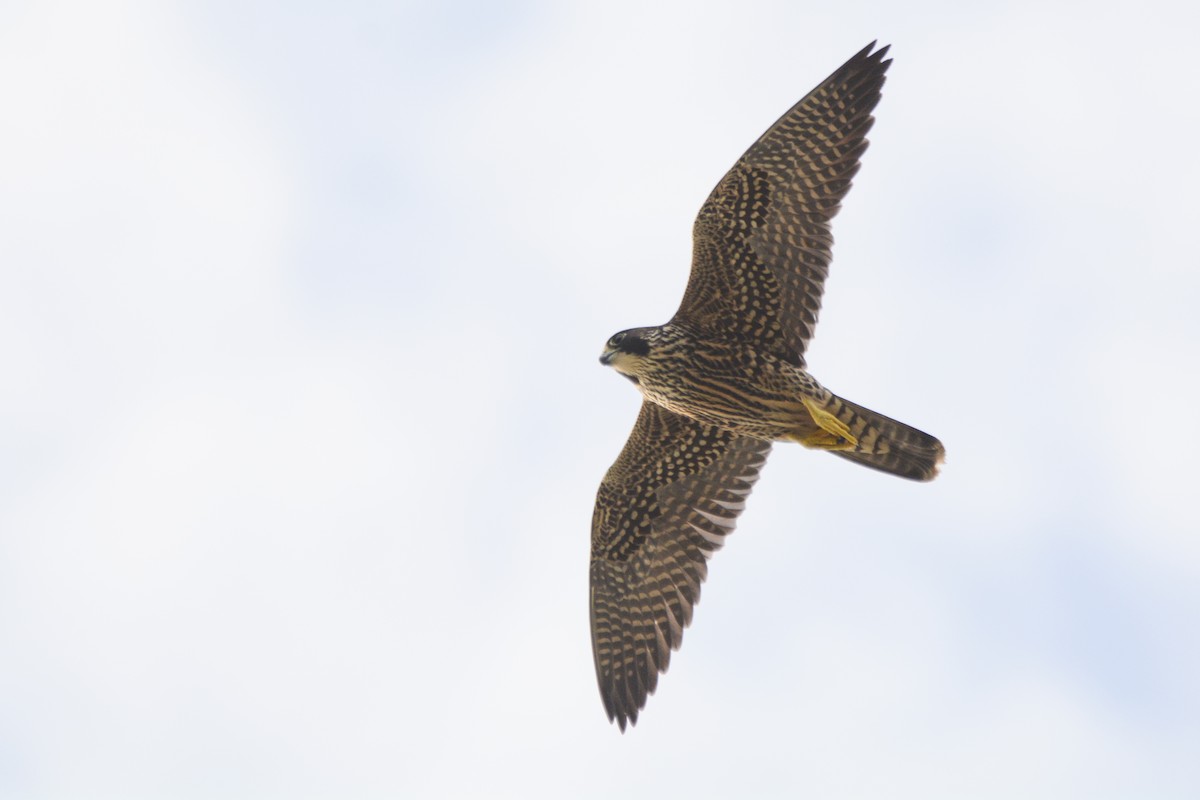 Peregrine Falcon - ML616950101