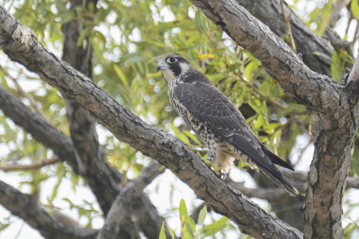 Peregrine Falcon - Jax Nasimok