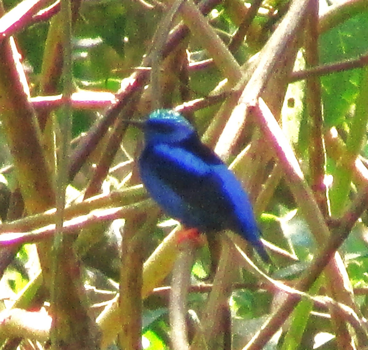 Red-legged Honeycreeper - ML616950114