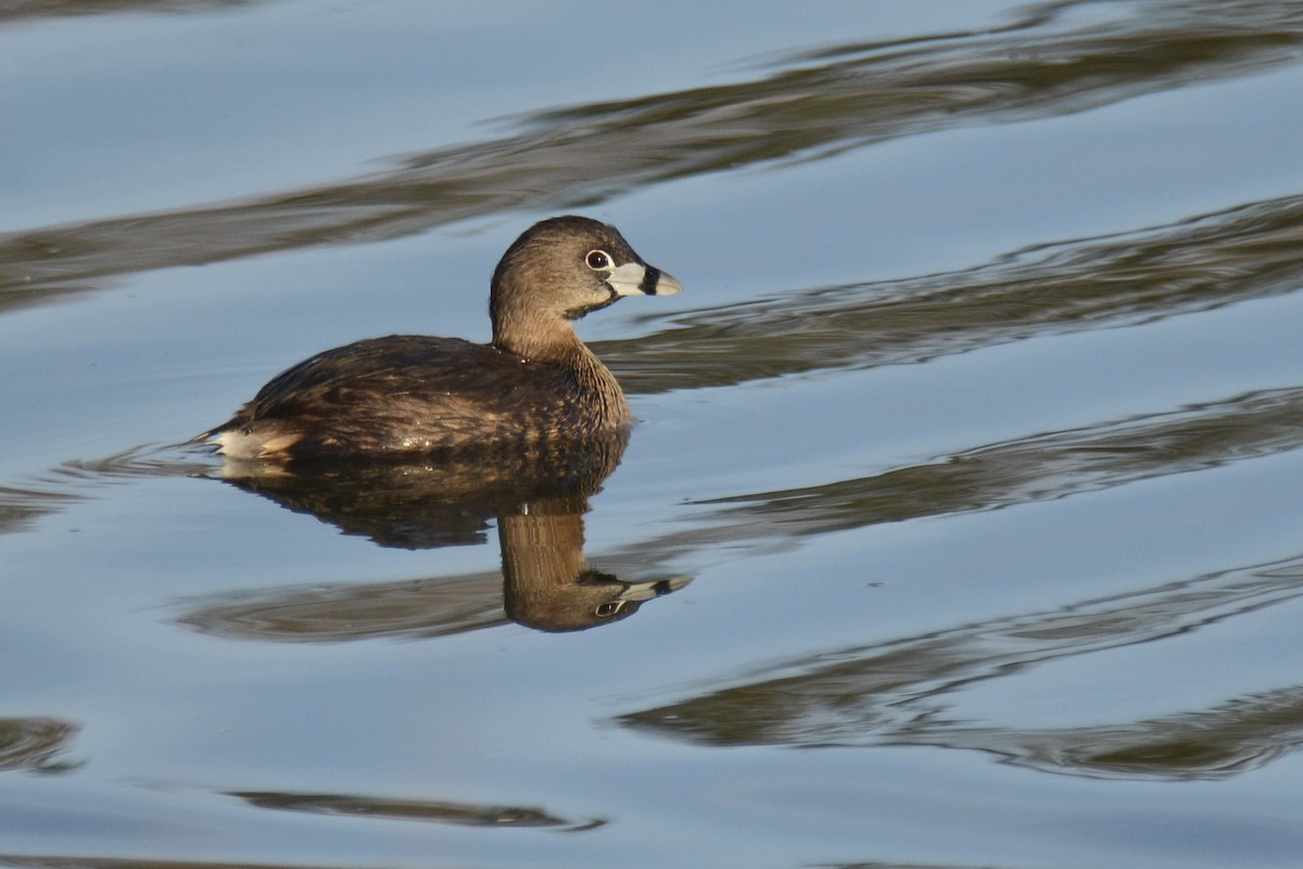 Pied-billed Grebe - Jax Nasimok