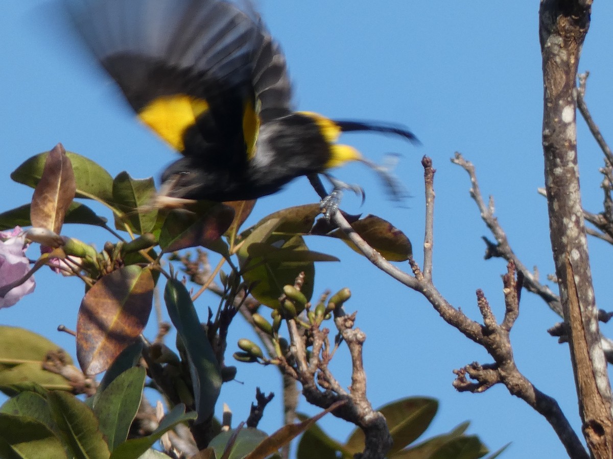 Puerto Rican Oriole - ML616950130