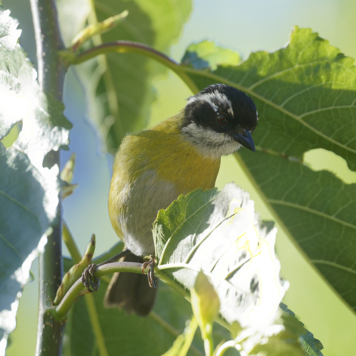 Sooty-capped Chlorospingus - ML616950137