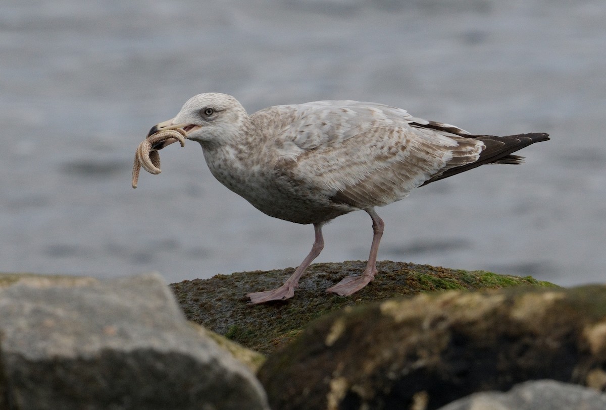 Herring Gull - ML616950142