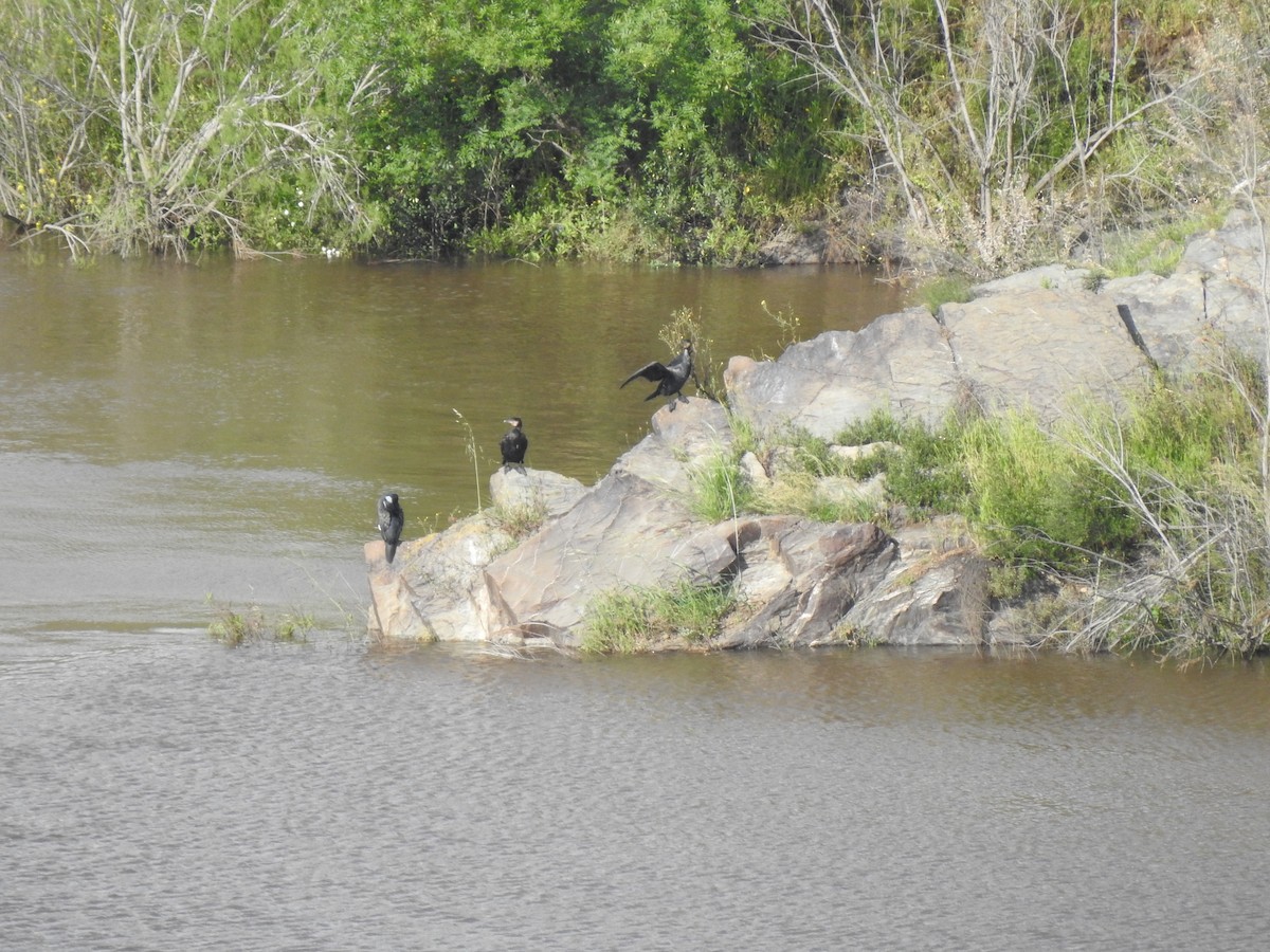 Great Cormorant - ML616950156