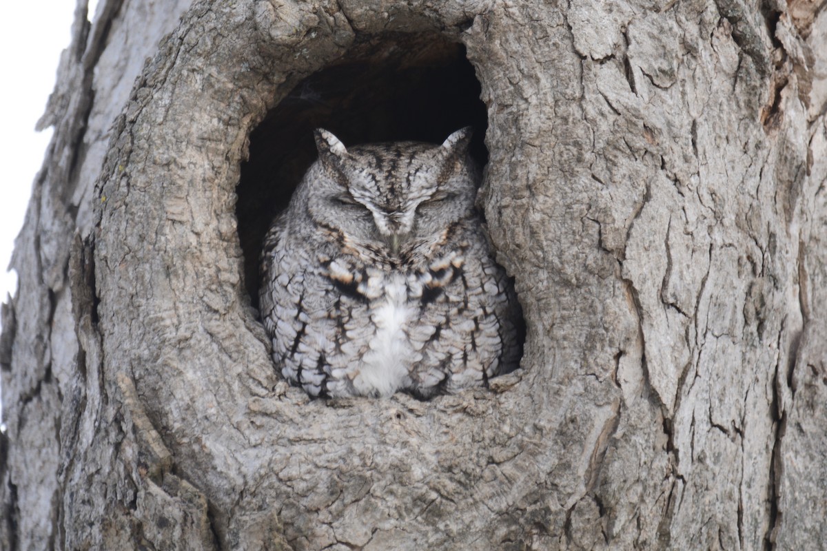 Eastern Screech-Owl - ML616950187