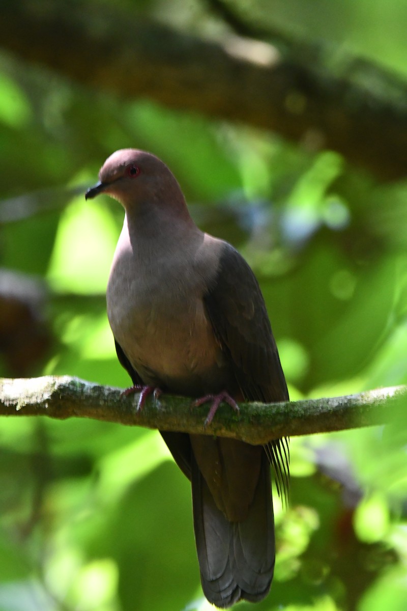 Short-billed Pigeon - ML616950188