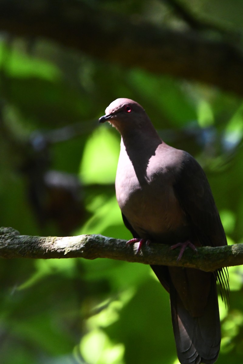 Short-billed Pigeon - ML616950190