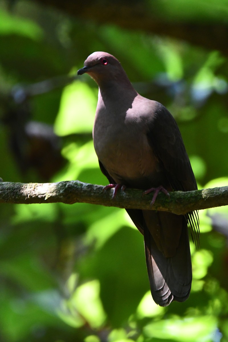 Short-billed Pigeon - ML616950191
