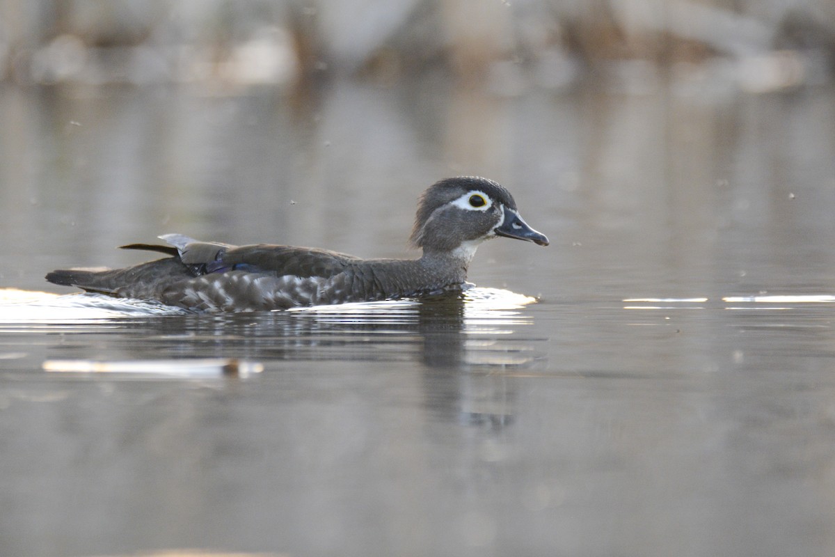 Wood Duck - ML616950217