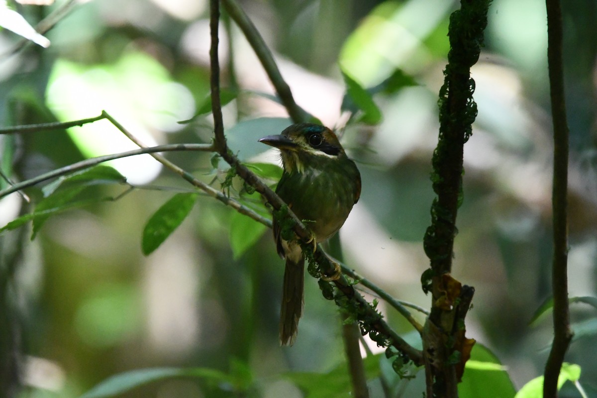 Tody Motmot - ML616950228