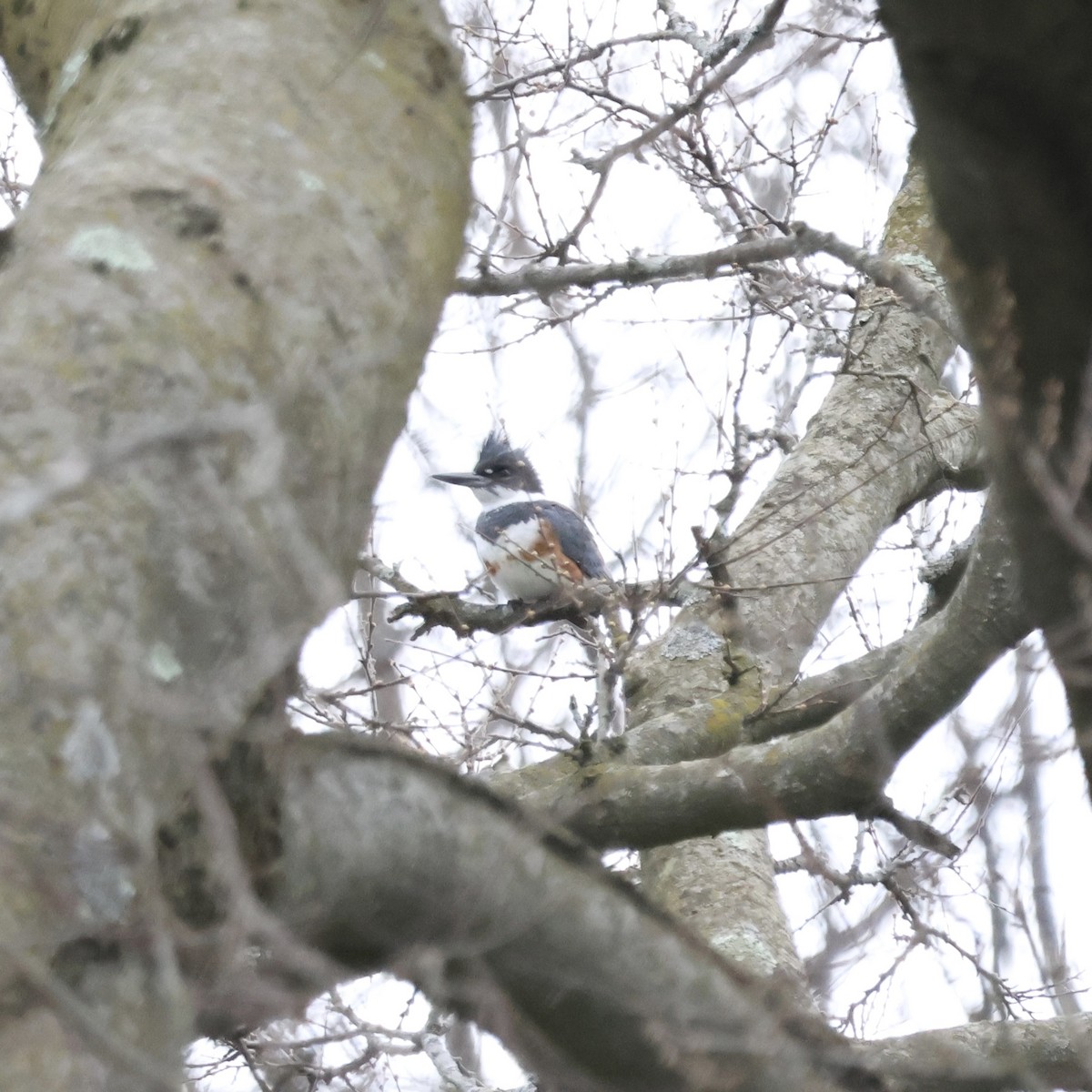 Belted Kingfisher - ML616950244