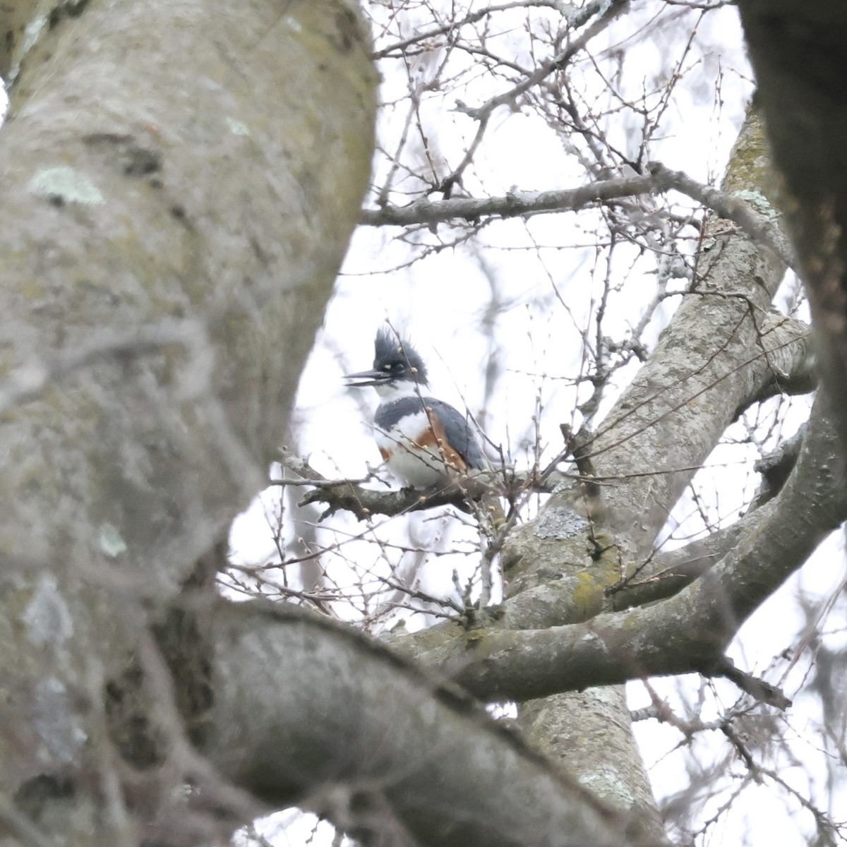 Belted Kingfisher - ML616950245