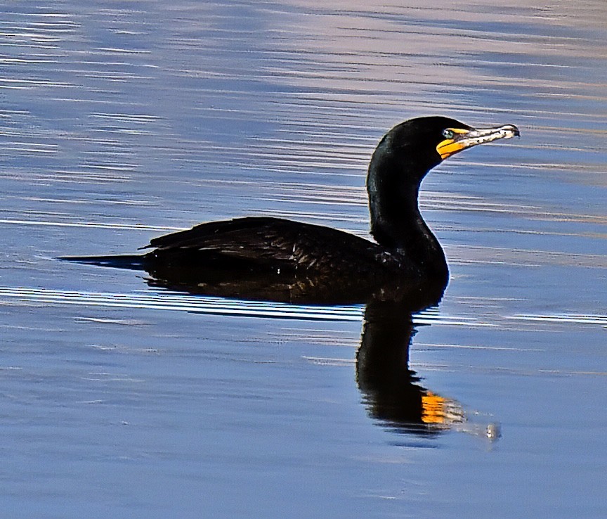 Cormoran à aigrettes - ML616950254