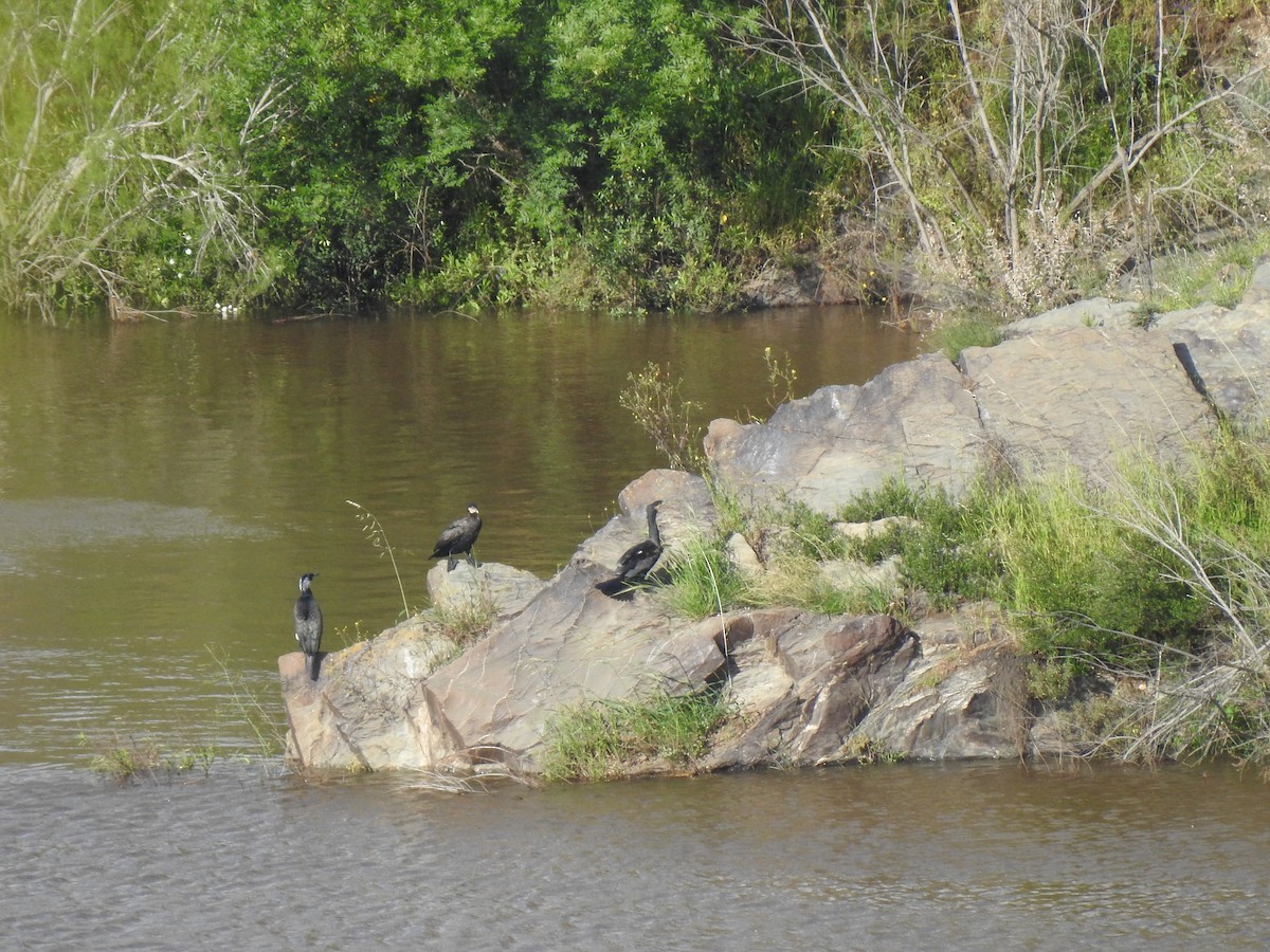 Great Cormorant - ML616950264