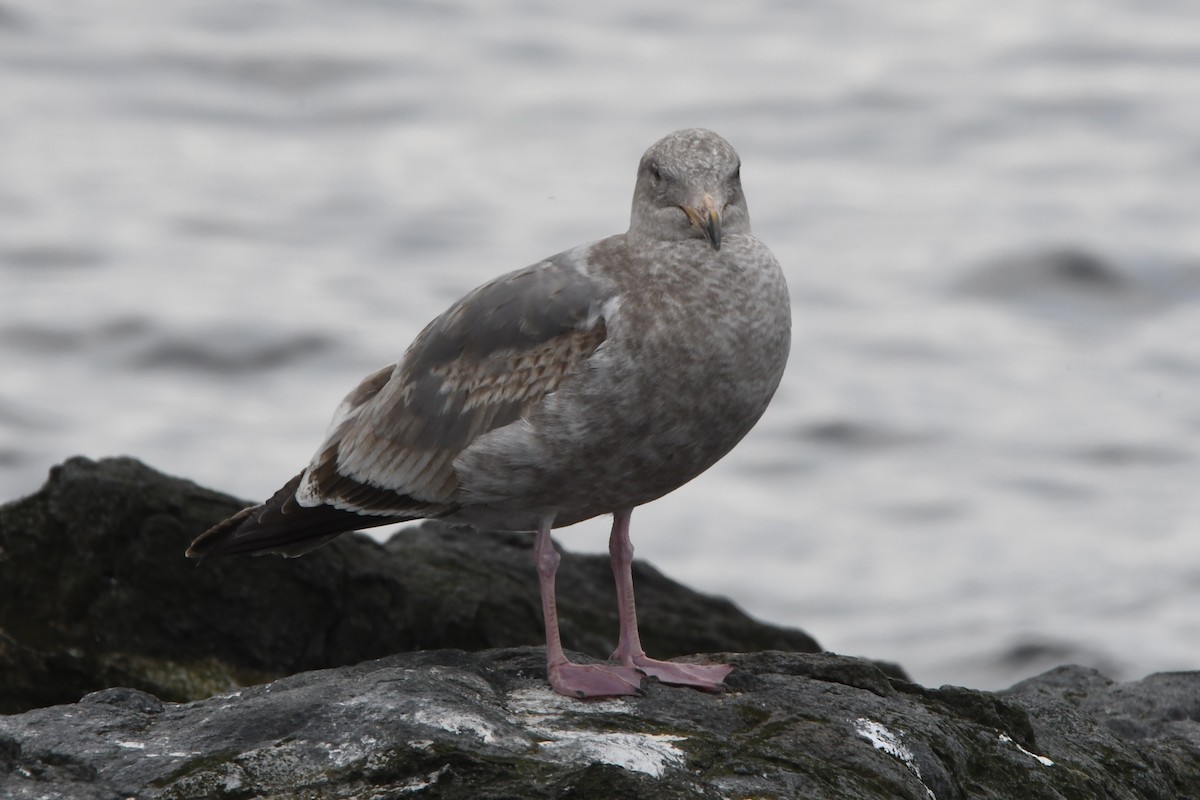 Goéland d'Audubon - ML616950288