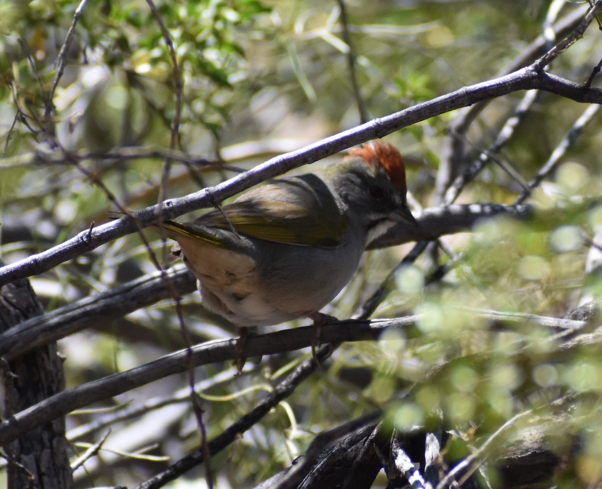 Green-tailed Towhee - Tim Foley