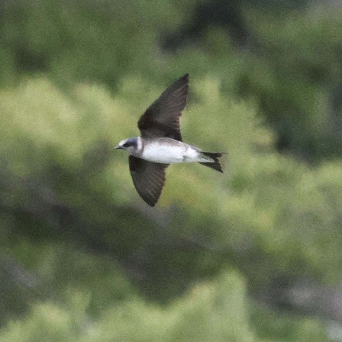 Purple Martin - Parsley Steinweiss