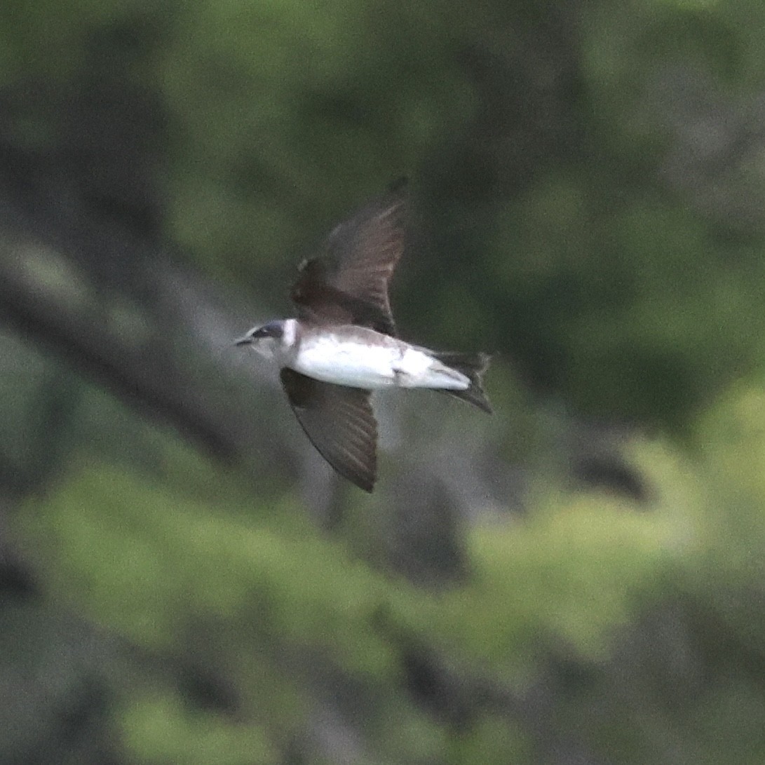 Purple Martin - ML616950366