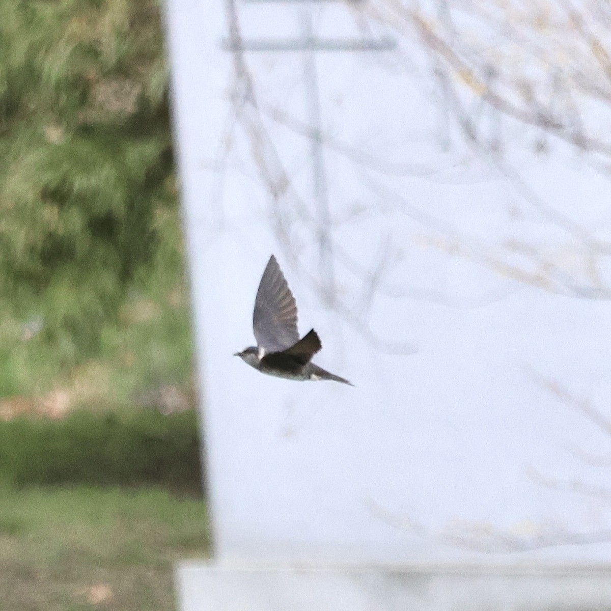 Purple Martin - Parsley Steinweiss