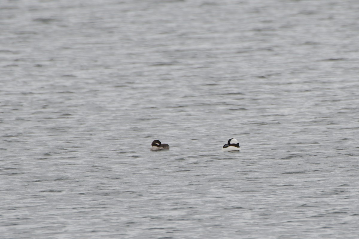 Bufflehead - ML616950385