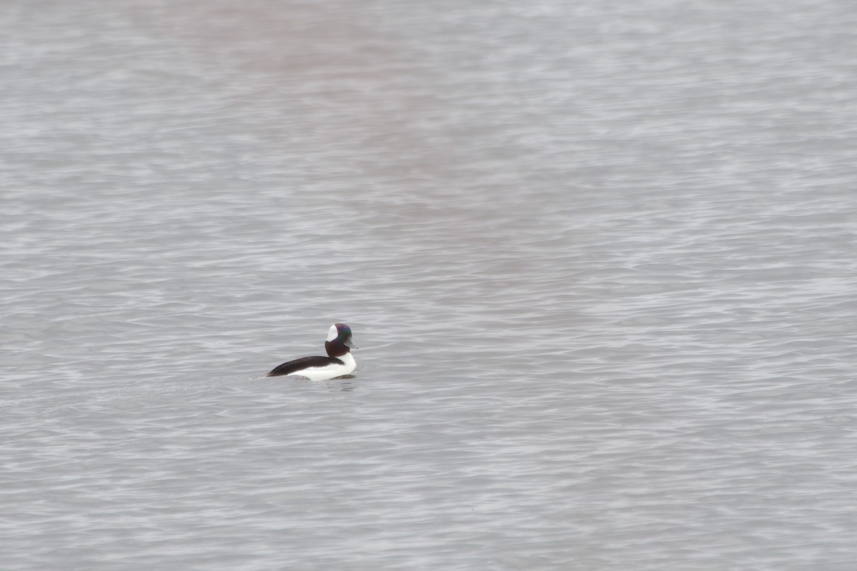 Bufflehead - ML616950386