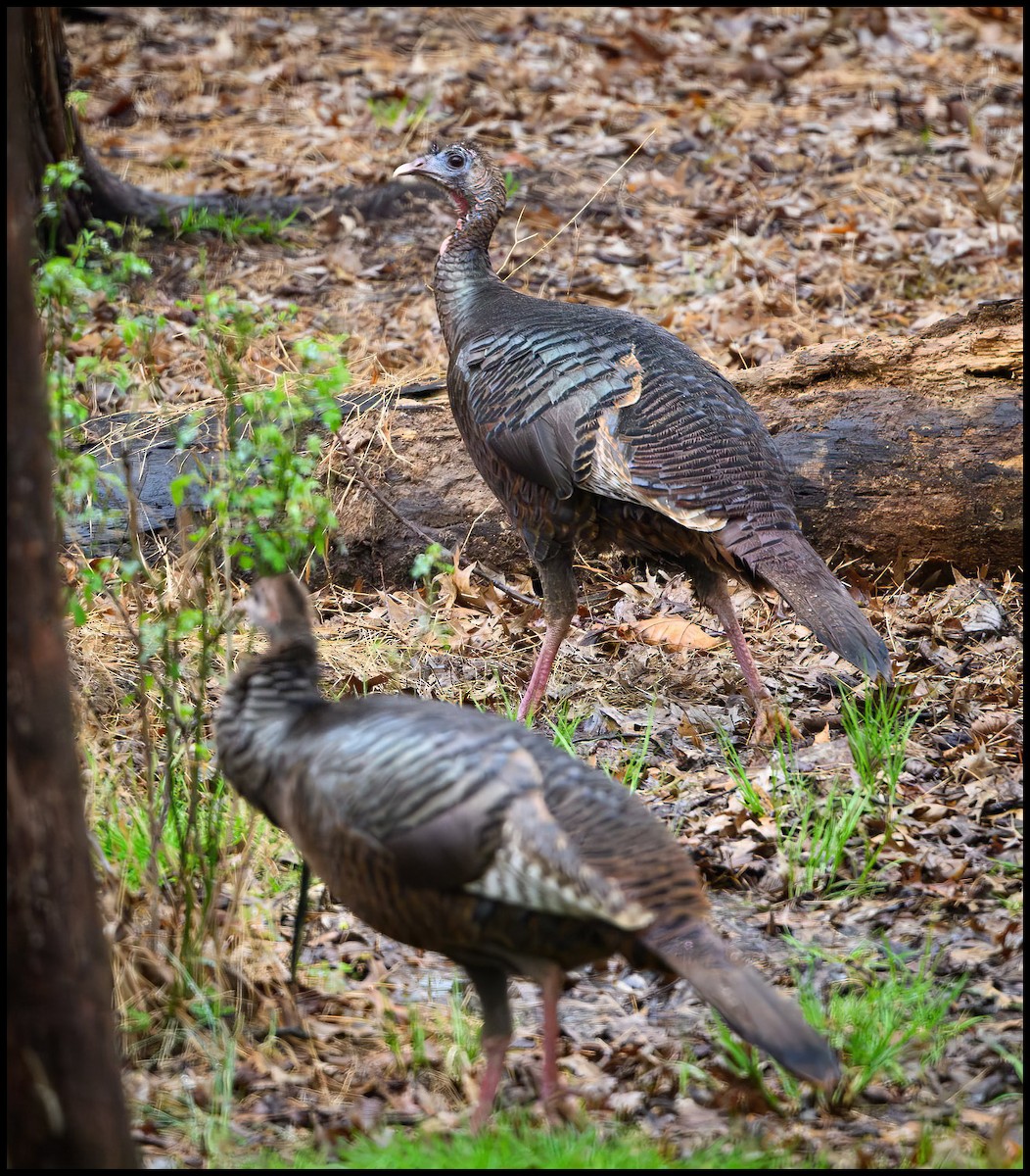 Wild Turkey - ML616950389