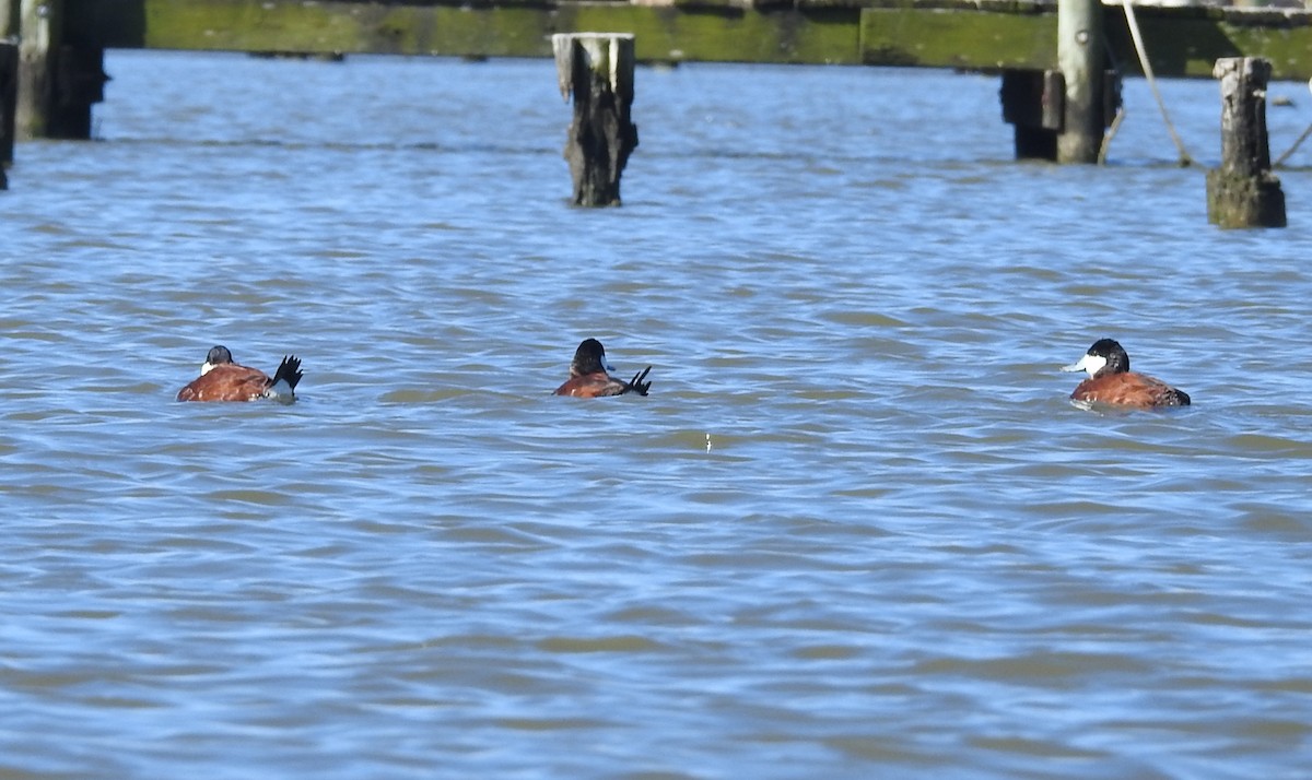 Ruddy Duck - ML616950402