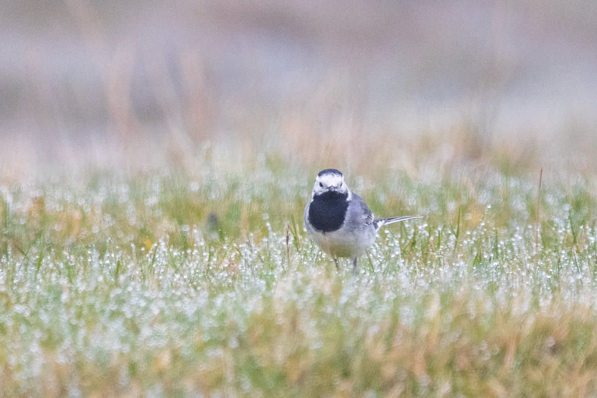 White Wagtail - ML616950403