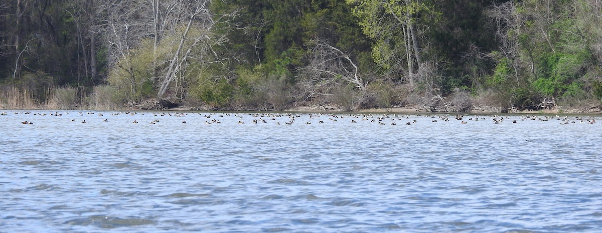 Ruddy Duck - ML616950405