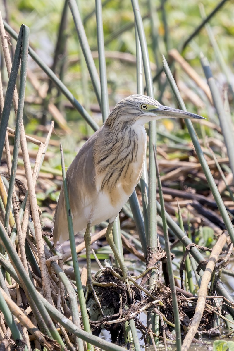 Squacco Heron - ML616950410